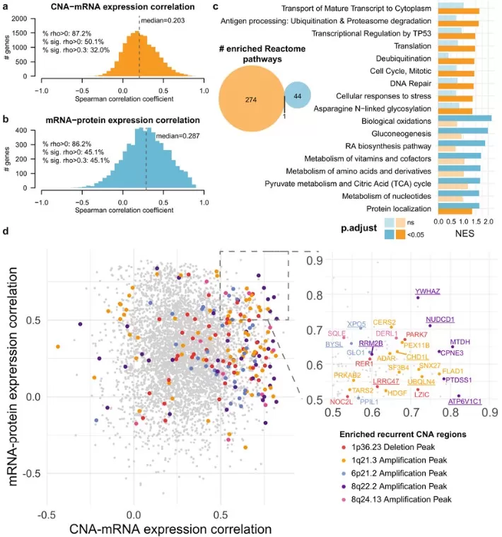 CNA-mRNA-protein correlation. CNA-mRNA-protein correlation.